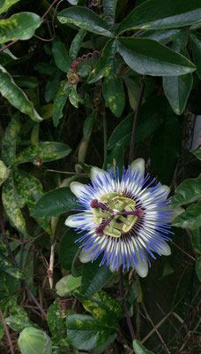 ～ Time is money…★ ～  通りがかりの 時計草に 聞いてみる。「いま なんじ？」 「・・・おやじ。」 そんな返事など もちろん ないっ☆。。 (2014.6.13) (c) Yukie Arai