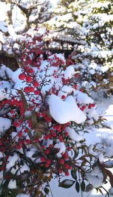 ～  実家の南天☆  ～　２年ぶりの帰省  雪景色のお正月は短く  今日から仕事始め！　(2022.1.4) (c) Yukie Arai