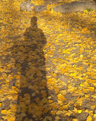 かたち模索中・・・  　(2022.11.29) (c) Yukie Arai