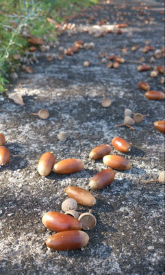 ～  パチっパチっと... ～     はじける音が聞きたくて  どんぐり小路  踏み進み♪　(2019.11.10) (c) Yukie Arai