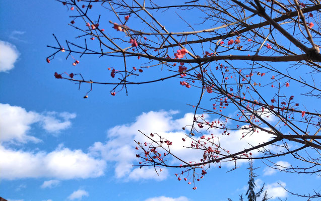 ～  ポップコーン☆みたいな...  ～ 　寒空にはじけた  春色♪　 (2021.1.29) (c) Yukie Arai
