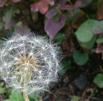 ～ ボン ボヤージュ☆ ～ 花の おわりは  種の はじまり  旅の はじまり (2014.11.18) (c) Yukie Arai