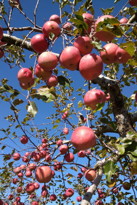 ～  引力と重力 ～　青空と たわわな林檎♪  　(2022.11.8) (c) Yukie Arai