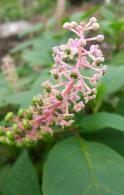 ～  9月から10月  ～　花から実へ・・・　(2018.10.9) (c) Yukie Arai