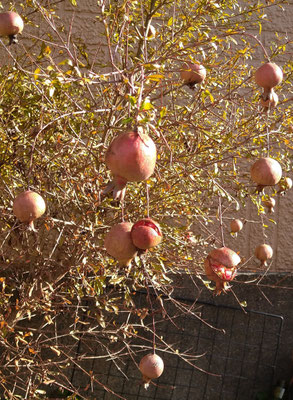 ～  ザクロ  ～　Christmasオーナメントの如し♪ 　　(2024.12.12) (c) Yukie Arai