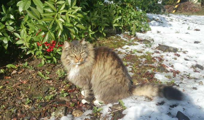 ～  さんぽ道  ～  寒い日も  へっちゃら!☆　(2017.1.28) (c) Yukie Arai