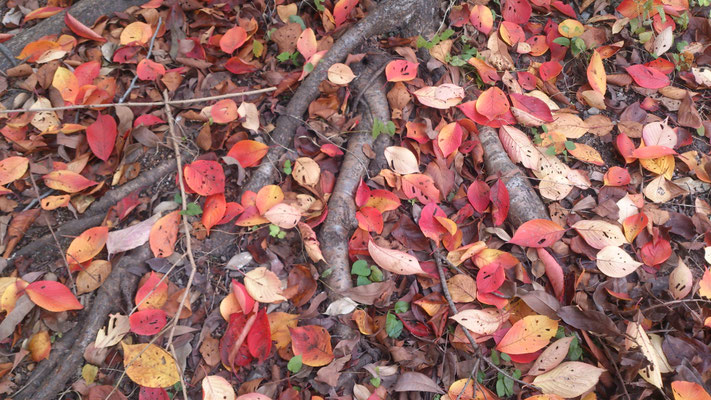 ～  紅黄  ～     落ち葉 舞う♪  木の根っこ　(2019.11.23) (c) Yukie Arai