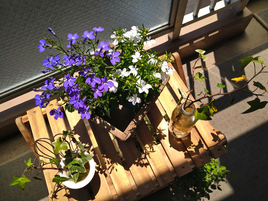 ＊＊＊ベランダ時間＊＊＊　　(2020.5.8) (c) Yukie Arai