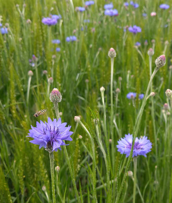 ～  麦畑  ～　矢車草と蜂と ゆれる♪  　(2022.5.13) (c) Yukie Arai