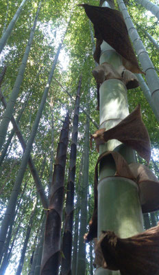 ～  あの子・・・ ～　たくましく真っ直ぐだ  憧れる☆...  　(2022.5.25) (c) Yukie Arai