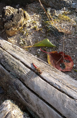 ～  夕暮れに...  ～ 　落葉と トンボと わたし♪ 　 (2021.11.2) (c) Yukie Arai