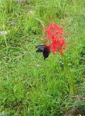 ～  彼岸花にアゲハ蝶  ～　ヒラリっとした赤に  フワリと黒がとまった♪...　(2018.10.1) (c) Yukie Arai