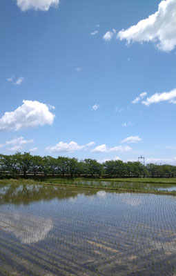 ～  青空に  ～　歌う蛙と  白雲と♪　(2026.5.9) (c) Yukie Arai