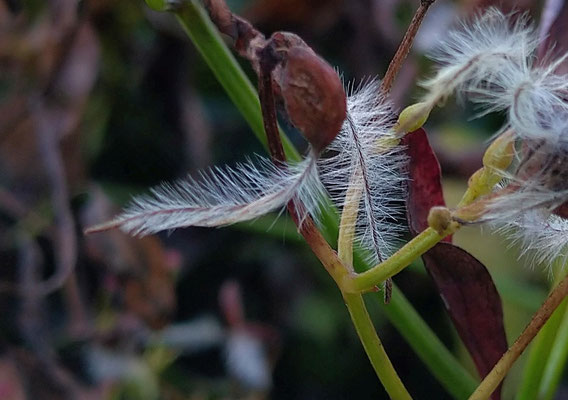 ～ ふわりっ  ～　翔べそうな 初冬の朝☆... 　(2020.12.3) (c) Yukie Arai