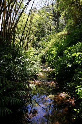 Akaka Falls