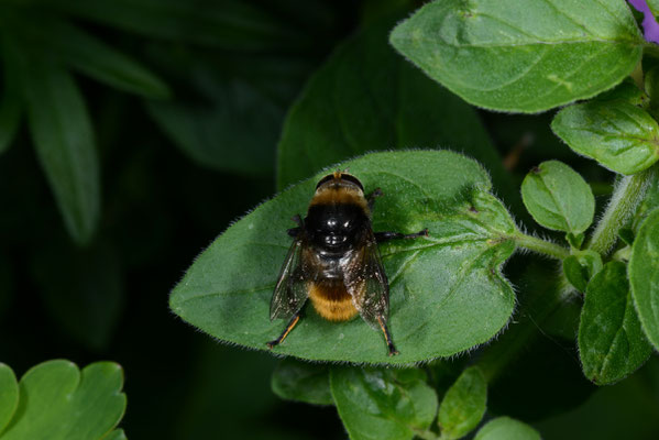 Hummel-Keilfleckschwebfliege, Winsen, 31.05.2015