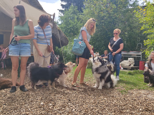 Finnischer Lapphund