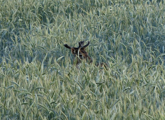 Damhirsch im Roggen