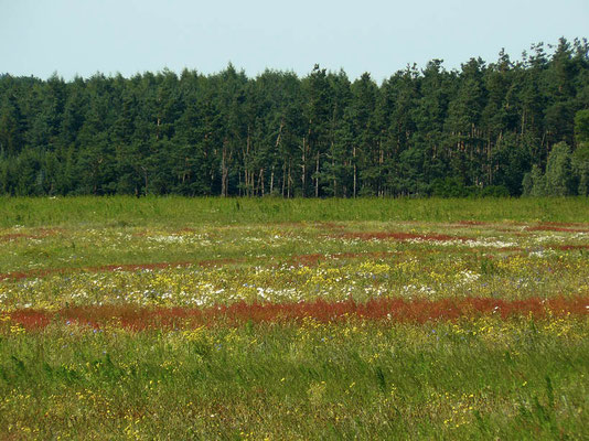 Wunderschöne artenreiche, brachliegende Wiese