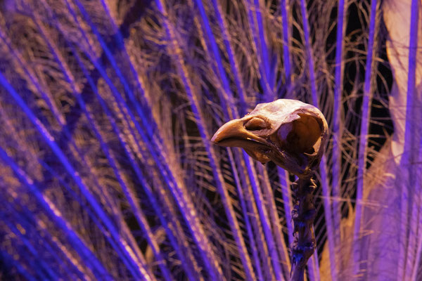 Skelet pauw, Naturalis