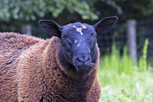 Schaap, Ulestraten