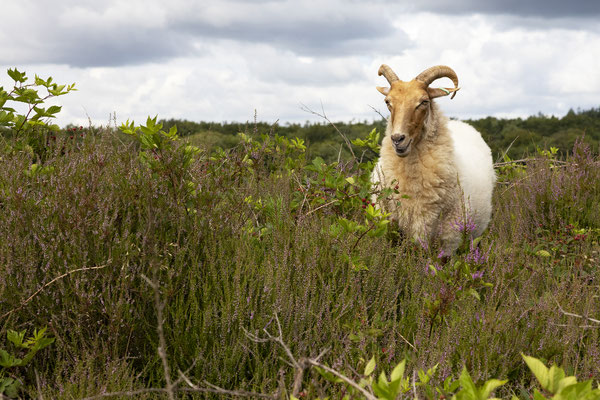 Heide bij Blaricum