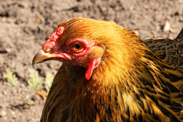 Barnevelder