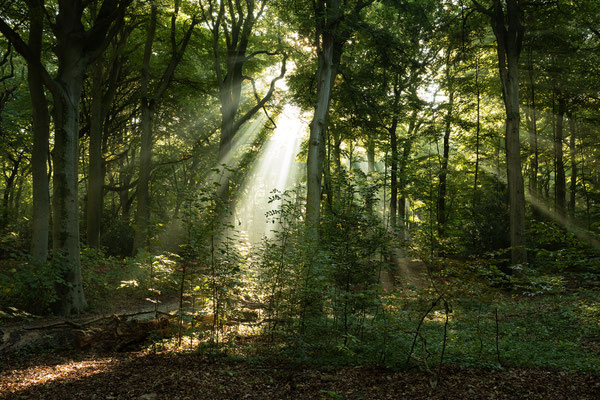 Clingendael, Den Haag