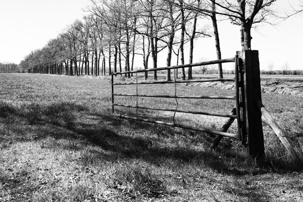 Veld bij Amerongen