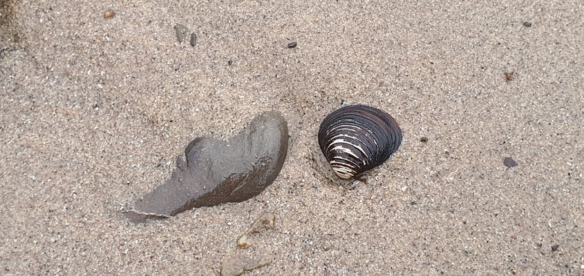 Muscheln