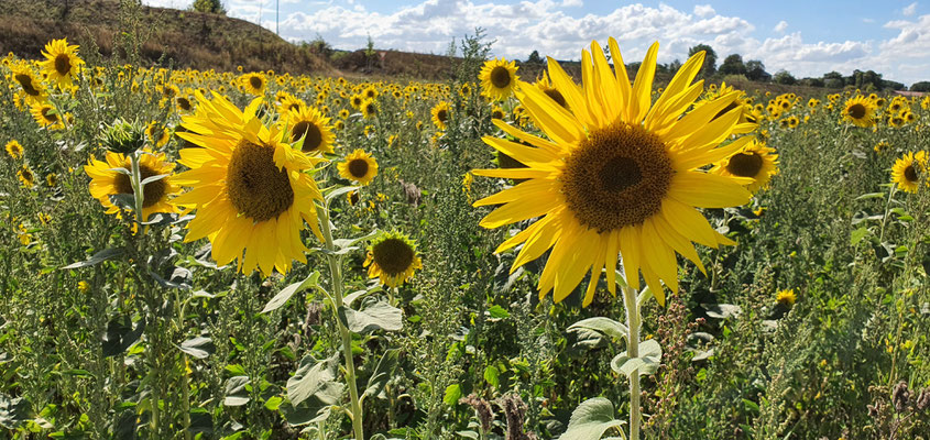 Sonnenblumenwiese