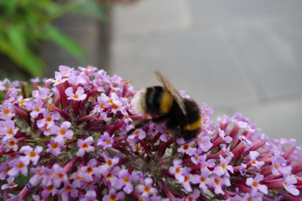 Scottish flower with scottish bumblebee