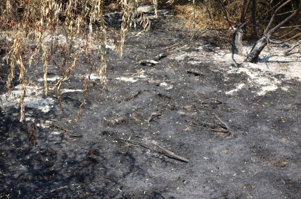 Everything had burnt down