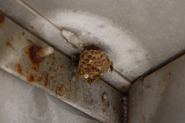 Wasps