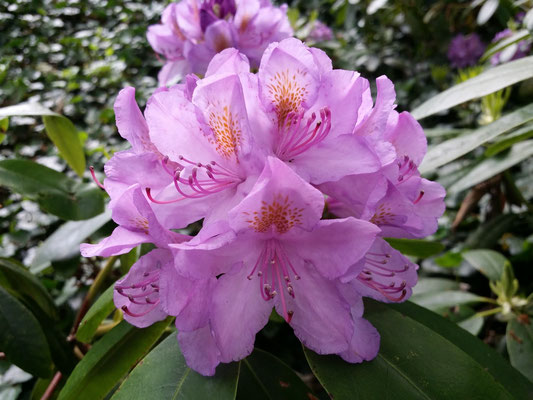 Rhododendron
