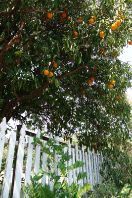Orange tree