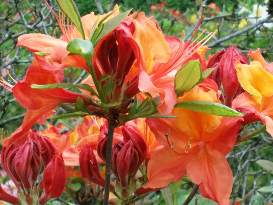 Rhododendron