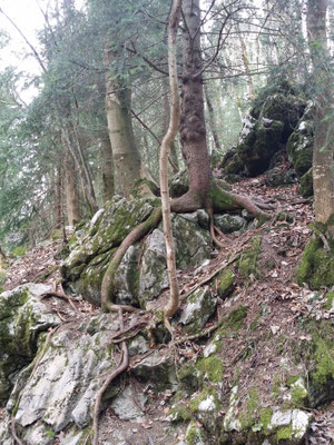 Auch hier gibt es Nadelhölzer, die es ernst mit der Ansiedlung meinten.