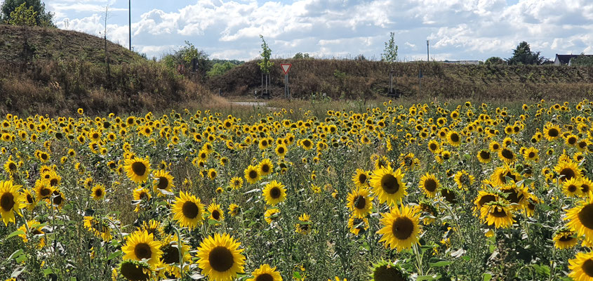 Sonnenblumenwiese