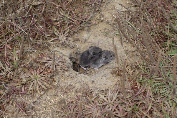 Mice