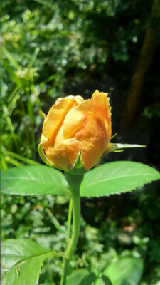 Die Knospen sind ganz leicht orange überhaucht