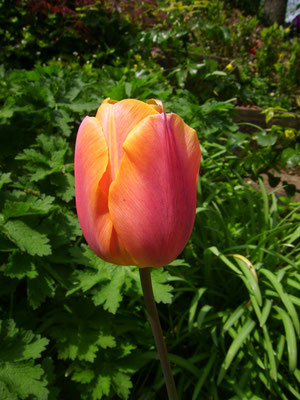 Tulpe 