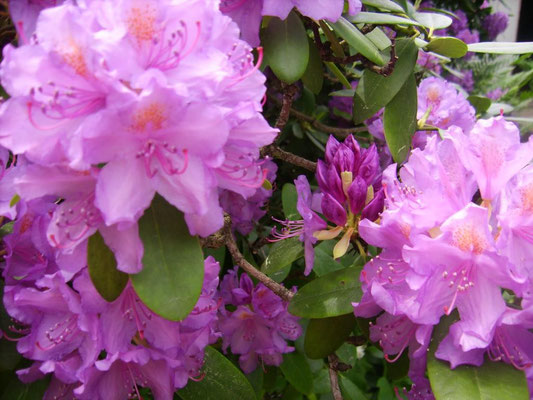 Rhododendron