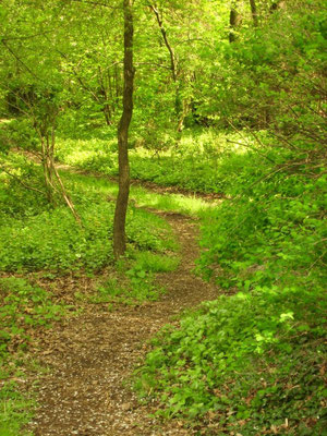 Waldweg außerhalb des Gartens