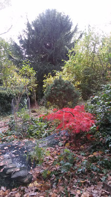 Struktur: freiwachsende Eibe im Hintergrund, in der Mitte eine ca. 20jährige Kiefer, die ungefähr einen Meter hoch ist, davor ein Japanischer Schlitzahorn in Herbstfärbung