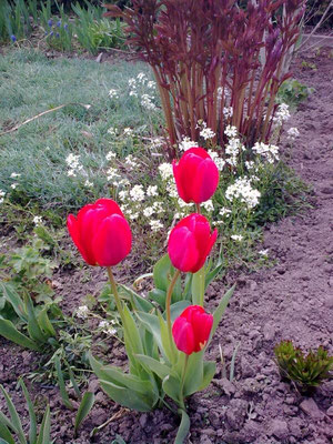 Tulpen