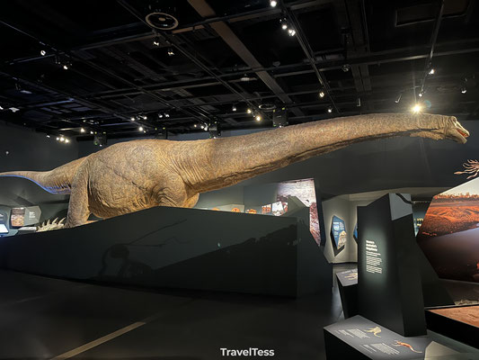 Langnek dino in Western Australian Museum