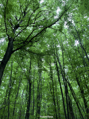Dicht bos in de Eifel