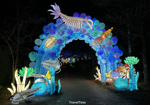 Light Safari