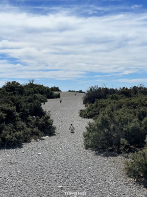 Pinguïns bij Punta Tombo